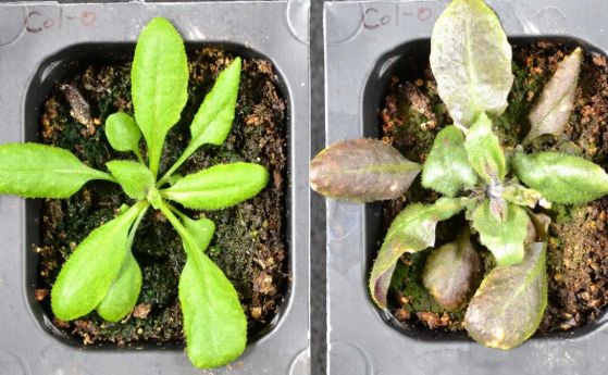 Две растения от един и същи вид едно до друго. Това вдясно не изглежда толкова зелено и здраво, колкото това вляво.