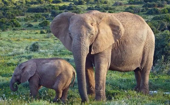 Слоновете имат сложни мрежи за социална подкрепа на сираците в групата си