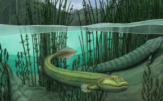 "Това не е за мен", реши тази риба и се върна обратно във водата преди 375 млн години