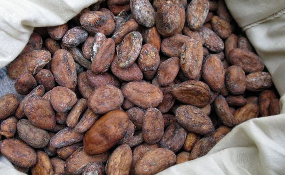 Какаото понижава кръвното налягане само когато е повишено, показва проучване