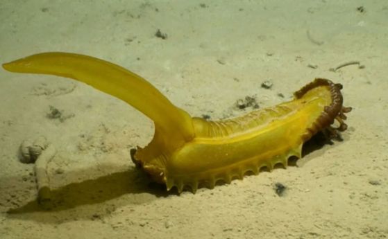 Над 30 странни нови дълбоководни вида, открити на дъното на Тихия океан
