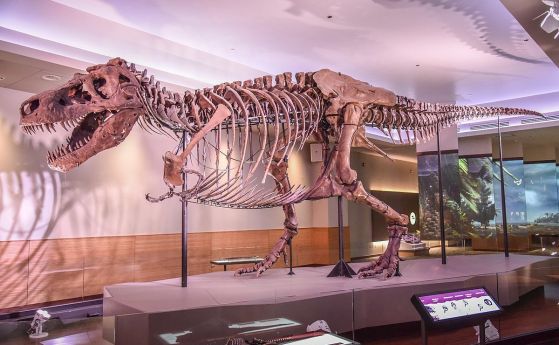 На този ден през 1990 г. е открит най-големият скелет на T.rex, намиран някога