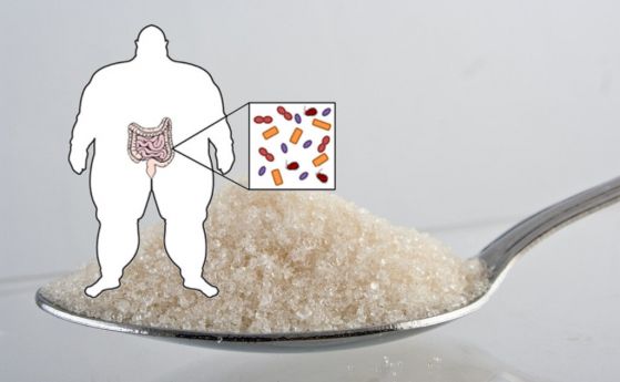 Как захарта разрушава чревните бактерии, което води до затлъстяване