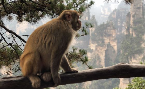 Маймуните търсят закономерности, които не съществуват - точно както правят хората