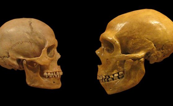 Мутацията, която разделя човешкия и неандерталския мозък