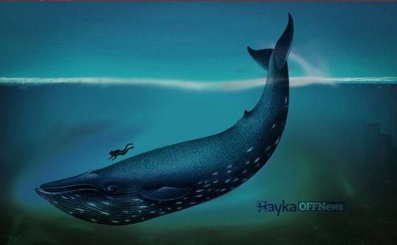 Как да се оформили съвременните китове в процеса на еволюцията