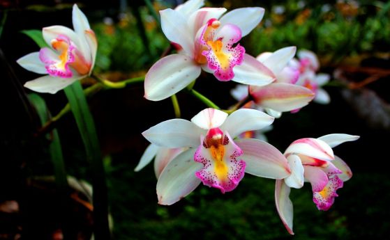 Сложна мрежа от гъби свързва орхидеите в тропическите гори