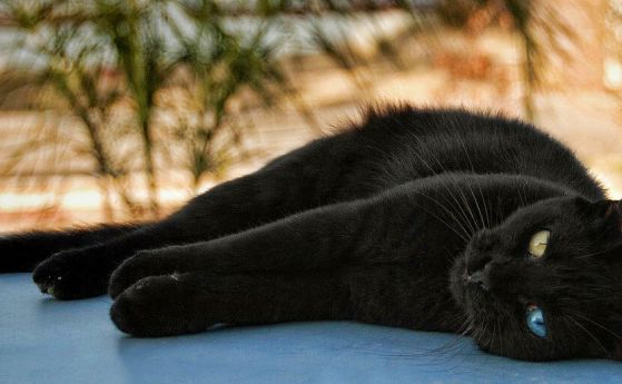 Истината за предубежденията към черните котки