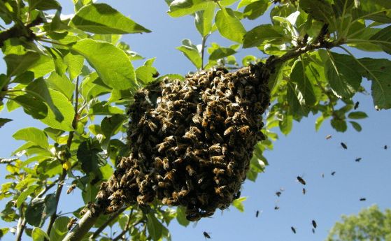 Рой пчели генерира повече електроенергия от буреносен облак