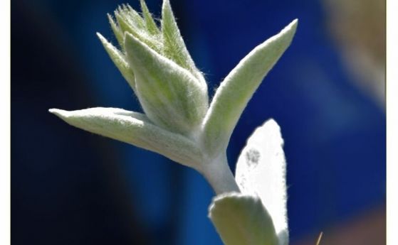Български учени откриха и описаха нов за науката вид растение