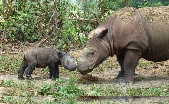 Роговете на носорозите стават все по-малки заради бракониерите