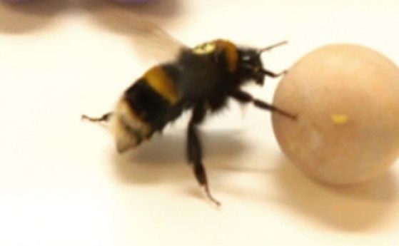 Земните пчели обичат да си играят с топчета (видео)