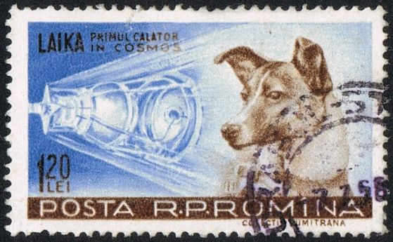 Лайка, кучето - космонавт. Кредит:  Posta Romania/Wikimedia Commons
