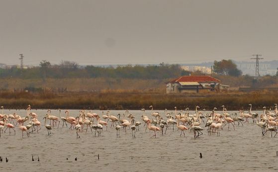 Бургаските езера приютиха отново розовото фламинго. Откъде долетяха тези екзотични птици?