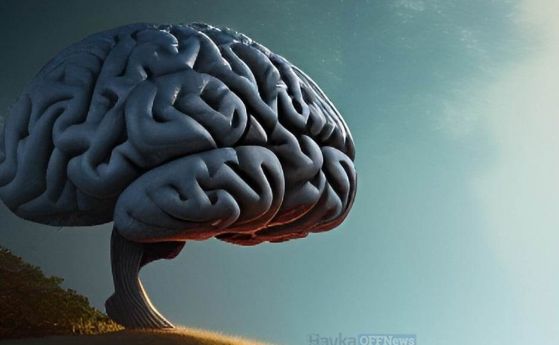 Изследване оспорва теория за съзнанието за загадъчна област на мозъка