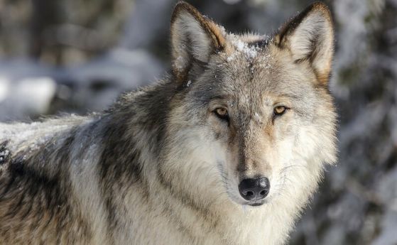 Алфа мъжкарят: Едно 50-годишно недоразумение, засягащо вълци и кокошки