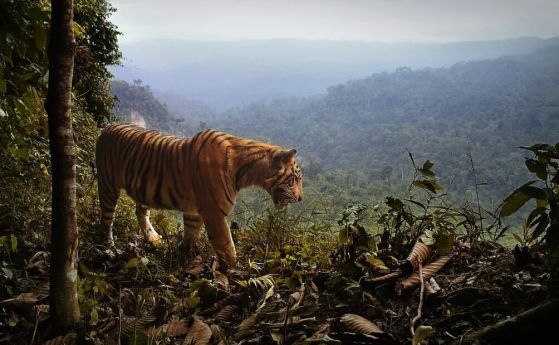 Въпреки опасността от изчезване - азиатски животни процъфтяват в близост до хората