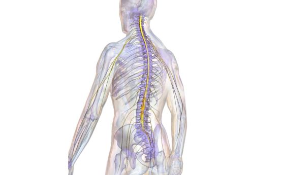 Може ли нервната стимулация да възстанови движението при травма на гръбначния мозък? (видео)