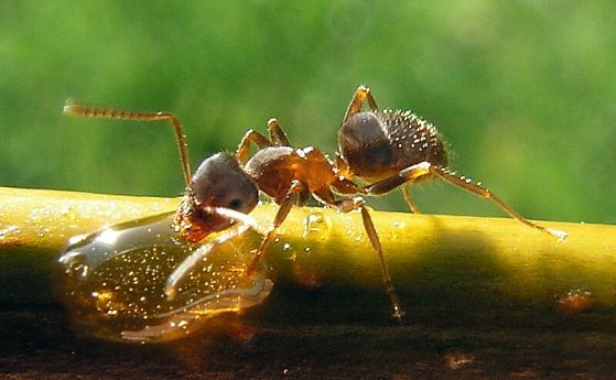Мравките могат да открият миризмата на рак в урината