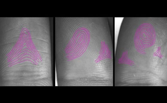 Как се образуват пръстовите отпечатъци бе загадка - досега