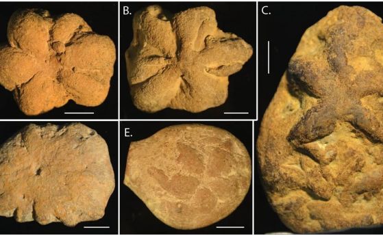 Тези древни „фосили на морски животни“ изобщо не са били нещо живо