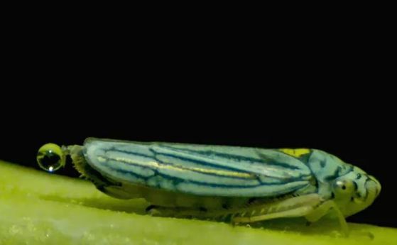 Биолози са открили насекоми, които изхвърлят екскременти с ускорение от 40 g