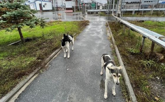 Кучета в Чернобил