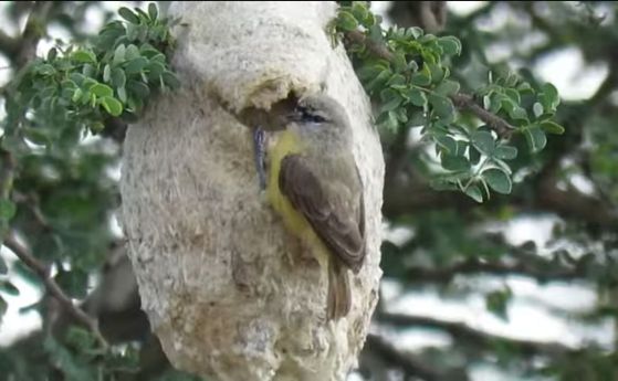 Гнездо с фалшив вход изграждат малки птички в Южна Африка (видео)