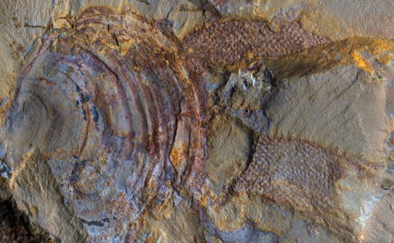 Снимка на фосилна черупка с тъмнокафяви ивици, прикрепена към част от нея.