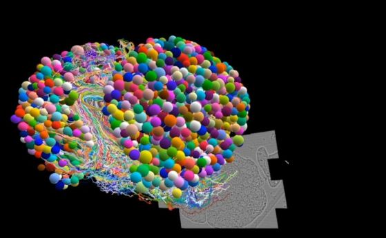 Революция в невронауката: Първата пълна карта на мозъчните неврони на насекомо (видео)