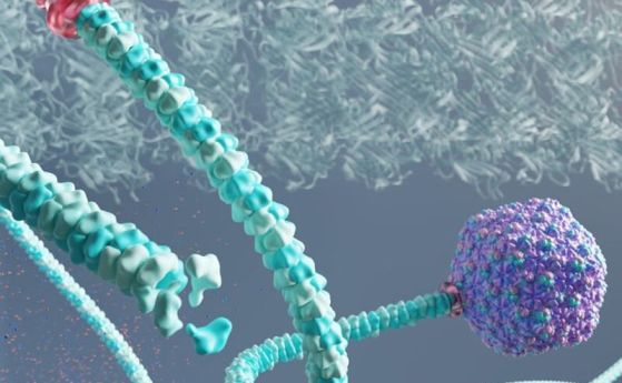 Вирусът "Рапунцел" има изключително дълга опашка, твърдят изследователи