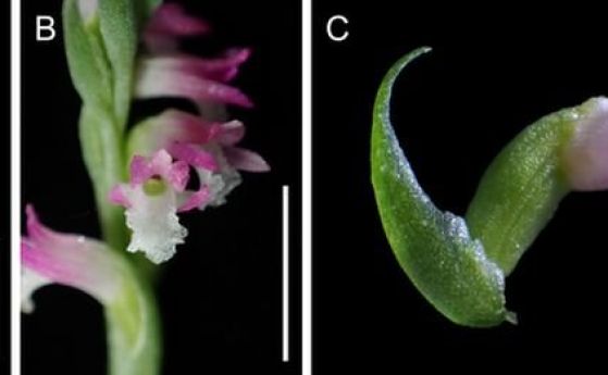 Нов вид орхидеи растат незабелязано в тревни площи и паркове в Япония