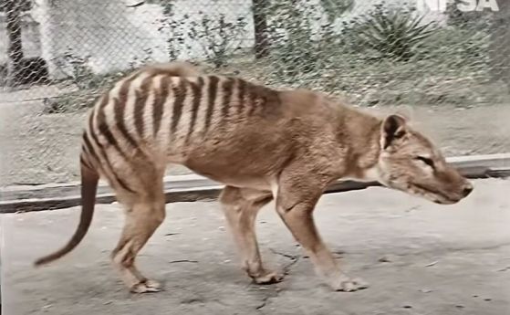 Тасманийският тигър може би е оцелял до 80-те години на ХХ век, твърди проучване (видео)