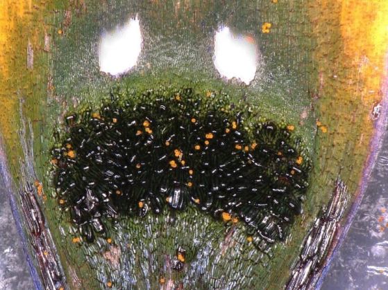 Микроскопска снимка на областта на "фалшивата муха" на цветето