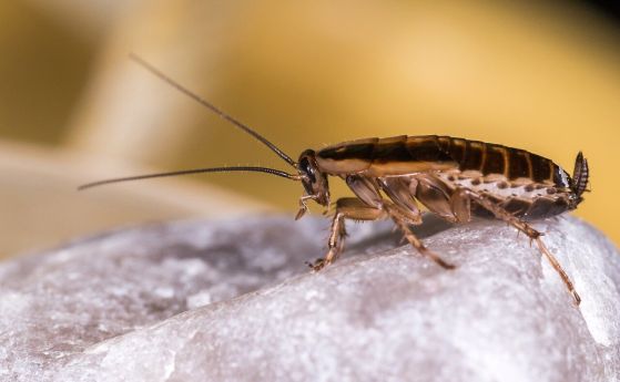Опитите ни да убием хлебарките ги накараха да променят сексуалните си практики