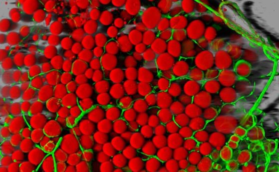 Мастните клетки се разтягат, но не се размножават. Какво следва от това?