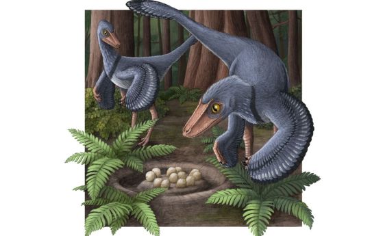 Няколко женски птицеподобни динозаври троодон снасят яйцата си в общи гнезда