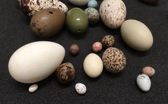 Колекция от птичи яйца в Природонаучния музей в Лондон