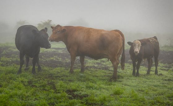 Метанът, мощен парников газ, се отделя от редица човешки дейности, включително отглеждането на едър рогат добитък