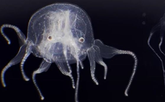Новооткрита медуза с 24 очи е в група с най-отровното морско същество в света (видео)