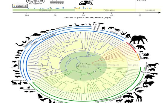 Геномите на 241 вида предефинират бозайниците