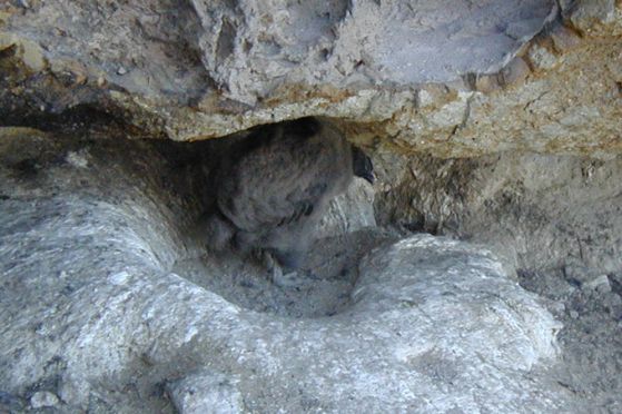 Снимка на пиленце на андски кондор в скалната ниша.