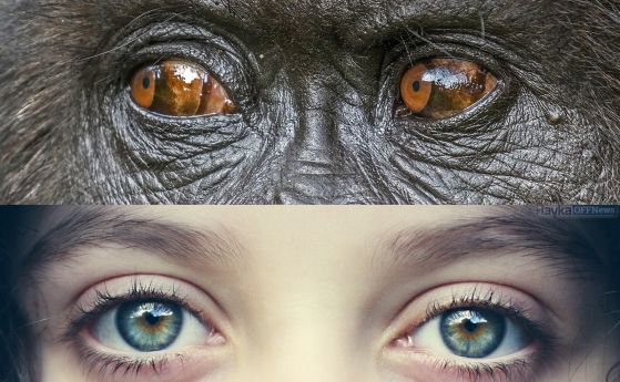Дали хората и маймуните виждат цветовете по един и същи начин?