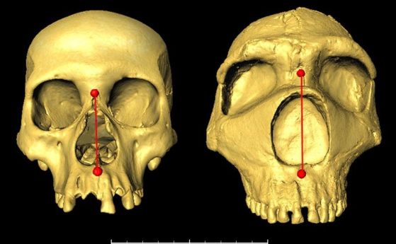 Съвременен човешки и архаичен неандерталски черепи един до друг, показващи разликата във височината на носа.