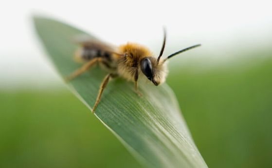 Дивите пчели са много по-добри градински опрашители от медоносните пчели