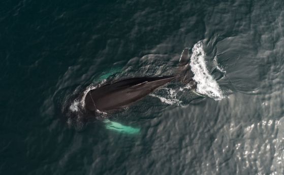 Китовете могат да устоят на рака благодарение на способността си да ремонтират своята ДНК