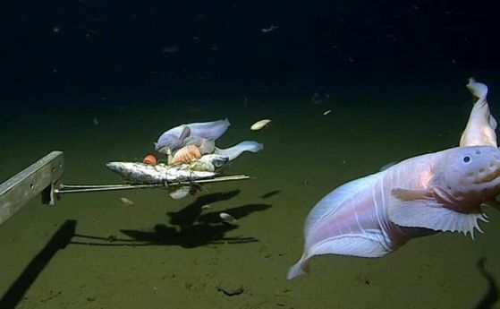 Oткриха най-дълбокoводната риба в света -  на дълбочина 8336 м