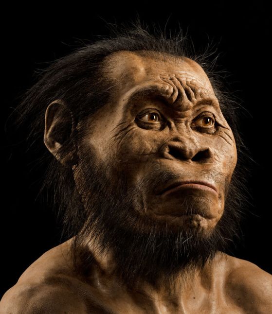 Снимка на художествена реконструкция на лицето на Homo naledi.