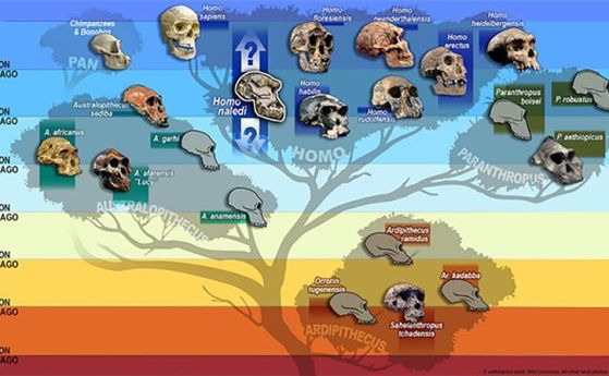 Изчезнали роднини на човека са погребвали мъртвите си 100 000 години преди нашите предци, твърди проучване