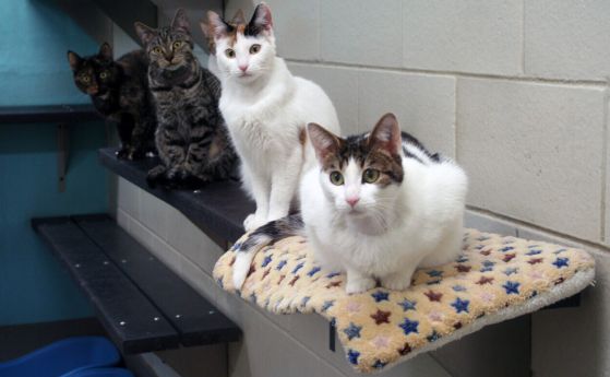 Две от тези котки, Бети и Жак (двете светли котки), са получили експериментална генна терапия за контрацепция. Розалин и Мишел (двете тъмни котки) не получиха такава терапия - те са в контролната група.